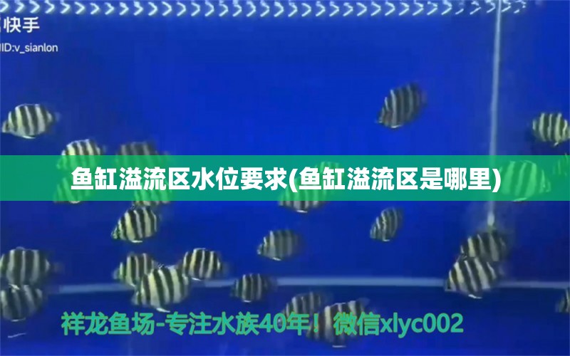 鱼缸溢流区水位要求(鱼缸溢流区是哪里) 三色锦鲤鱼