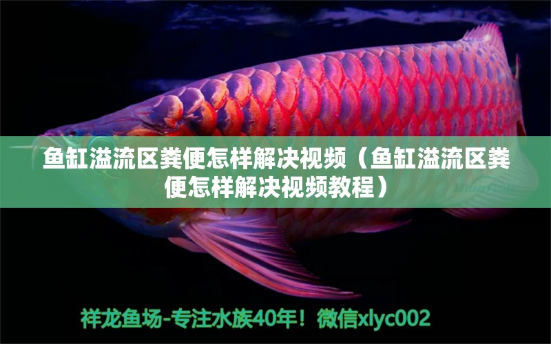 鱼缸溢流区粪便怎样解决视频（鱼缸溢流区粪便怎样解决视频教程） 观赏鱼 第1张