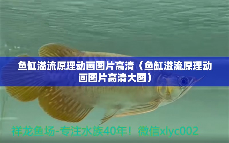 鱼缸溢流原理动画图片高清（鱼缸溢流原理动画图片高清大图） 白子关刀鱼苗