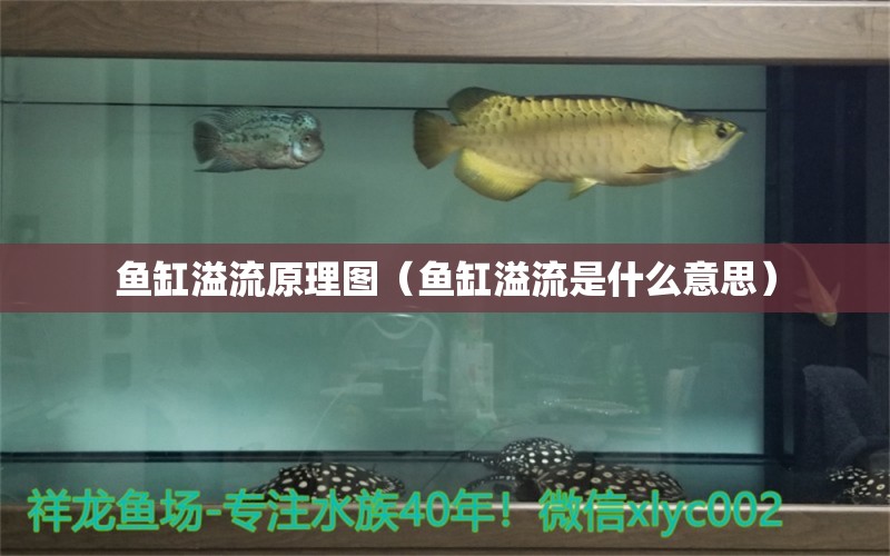 鱼缸溢流原理图（鱼缸溢流是什么意思）