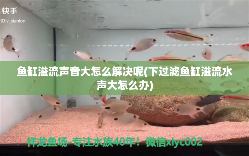 鱼缸溢流声音大怎么解决呢(下过滤鱼缸溢流水声大怎么办)