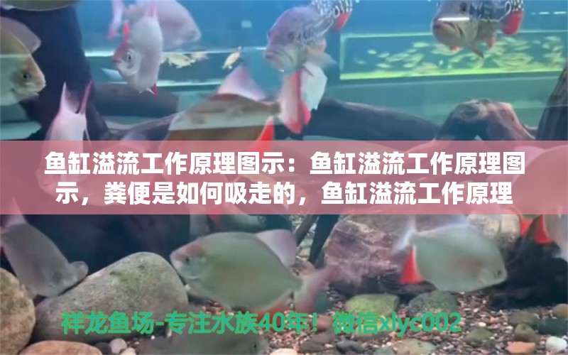 鱼缸溢流工作原理图示：鱼缸溢流工作原理图示，粪便是如何吸走的，鱼缸溢流工作原理 红老虎鱼 第1张