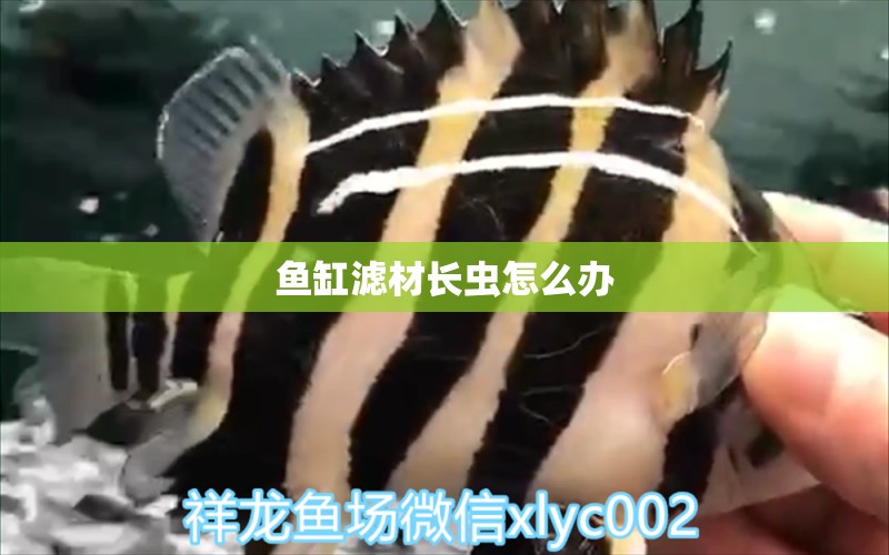 鱼缸滤材长虫怎么办 水族问答 第1张