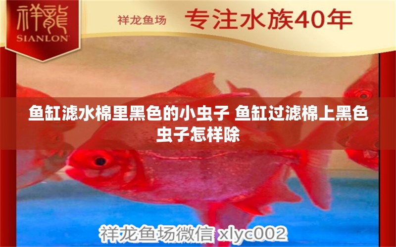 鱼缸滤水棉里黑色的小虫子 鱼缸过滤棉上黑色虫子怎样除