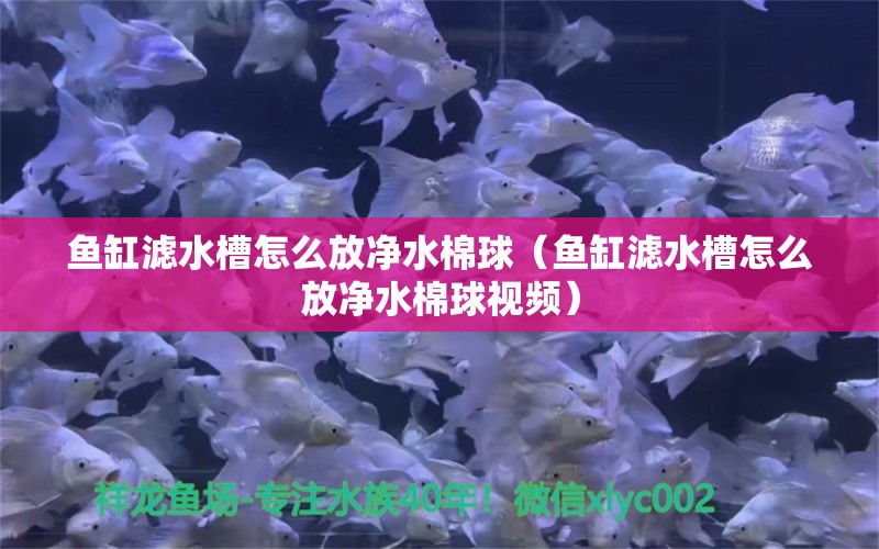 鱼缸滤水槽怎么放净水棉球（鱼缸滤水槽怎么放净水棉球视频） 祥龙水族医院