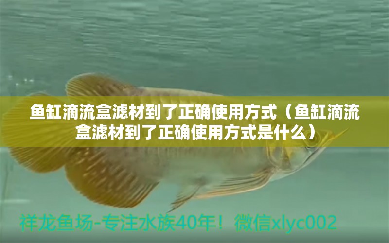 鱼缸滴流盒滤材到了正确使用方式（鱼缸滴流盒滤材到了正确使用方式是什么） 斑马鸭嘴鱼