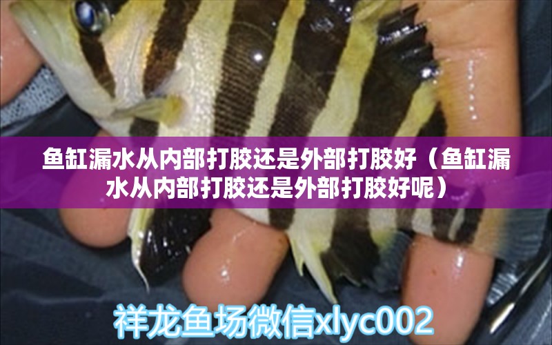 鱼缸漏水从内部打胶还是外部打胶好（鱼缸漏水从内部打胶还是外部打胶好呢）