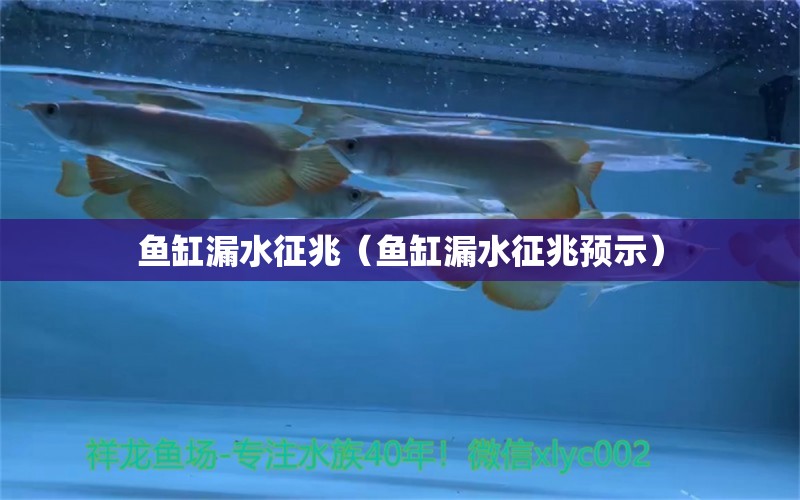 鱼缸漏水征兆（鱼缸漏水征兆预示）