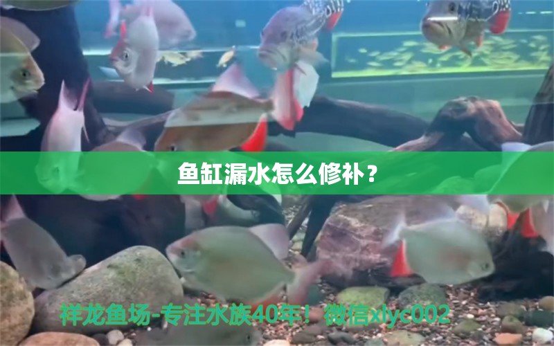 鱼缸漏水怎么修补？