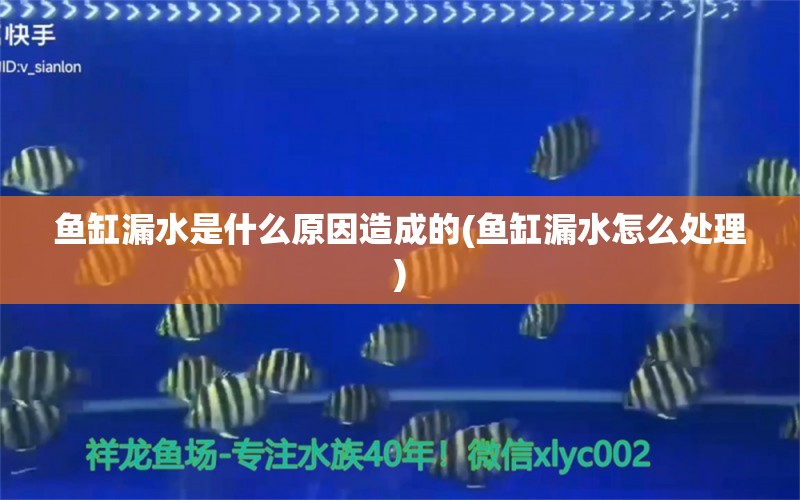 鱼缸漏水是什么原因造成的(鱼缸漏水怎么处理)