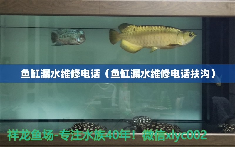 鱼缸漏水维修电话（鱼缸漏水维修电话扶沟）