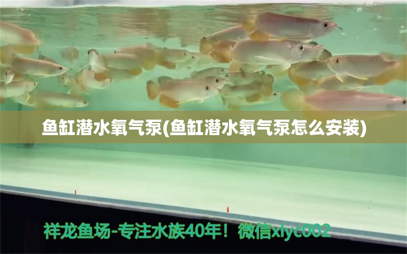 鱼缸潜水氧气泵(鱼缸潜水氧气泵怎么安装) 三色锦鲤鱼