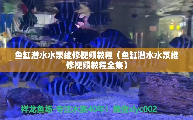 鱼缸潜水水泵维修视频教程（鱼缸潜水水泵维修视频教程全集）