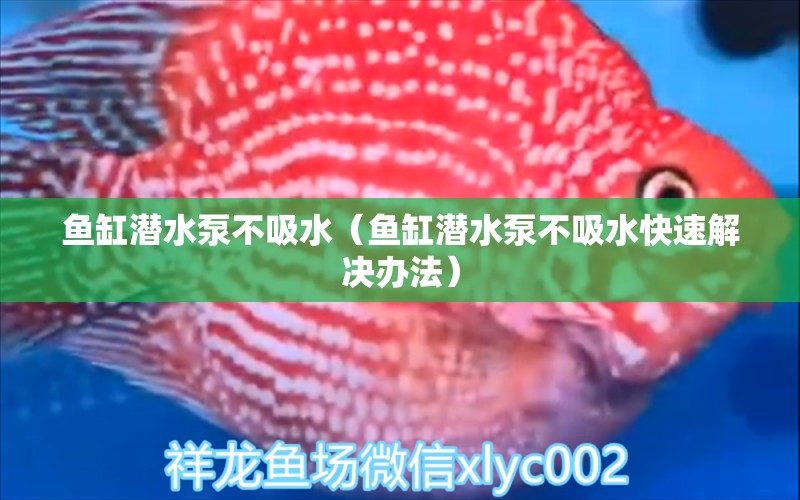 鱼缸潜水泵不吸水（鱼缸潜水泵不吸水快速解决办法） 祥龙水族医院