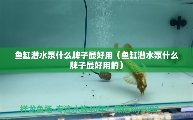 鱼缸潜水泵什么牌子最好用（鱼缸潜水泵什么牌子最好用的） 祥龙水族医院