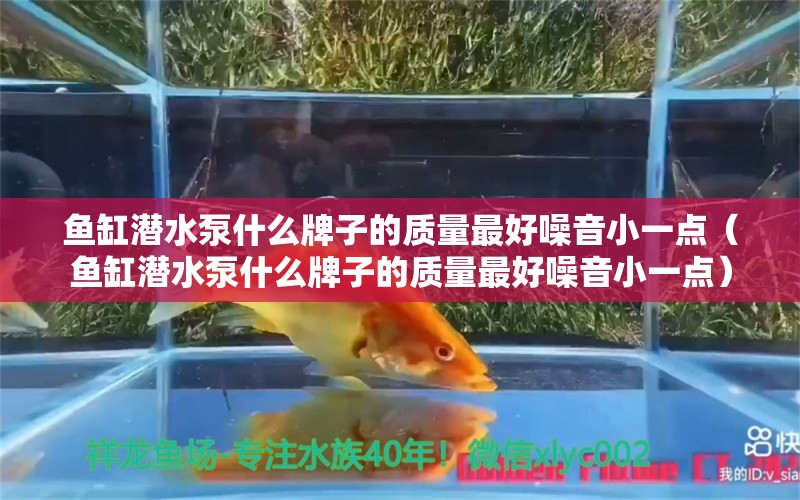 鱼缸潜水泵什么牌子的质量最好噪音小一点（鱼缸潜水泵什么牌子的质量最好噪音小一点） 祥龙水族医院