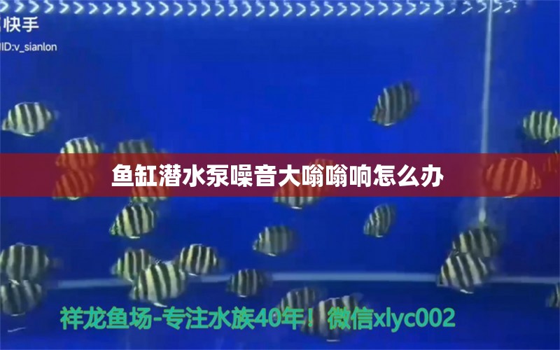 鱼缸潜水泵噪音大嗡嗡响怎么办  飞凤鱼