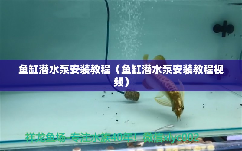 鱼缸潜水泵安装教程（鱼缸潜水泵安装教程视频） 广州龙鱼批发市场