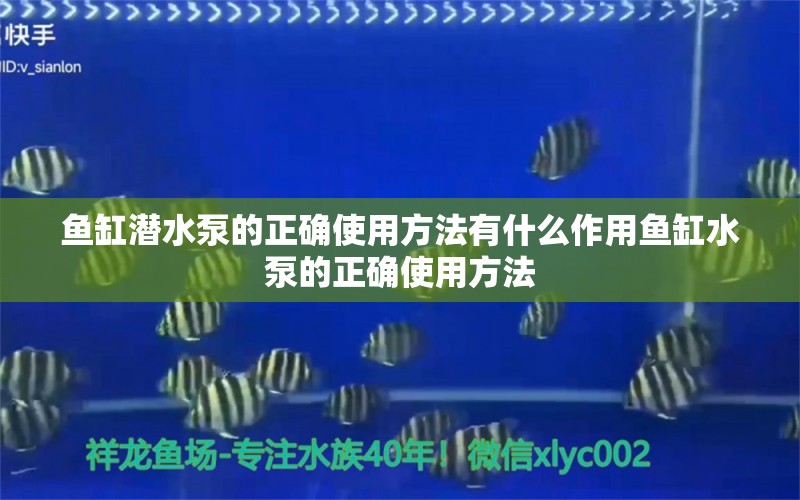 鱼缸潜水泵的正确使用方法有什么作用鱼缸水泵的正确使用方法 鱼缸水泵