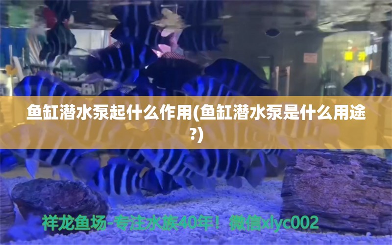 鱼缸潜水泵起什么作用(鱼缸潜水泵是什么用途?) 广州龙鱼批发市场 第1张