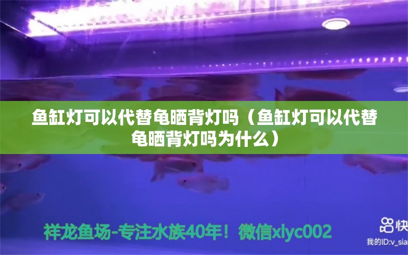 鱼缸灯可以代替龟晒背灯吗（鱼缸灯可以代替龟晒背灯吗为什么）