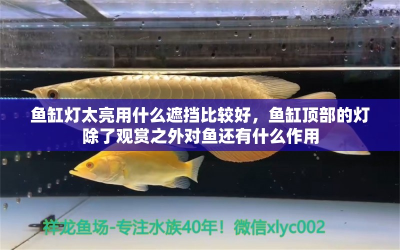 鱼缸灯太亮用什么遮挡比较好，鱼缸顶部的灯除了观赏之外对鱼还有什么作用 养鱼的好处 第2张