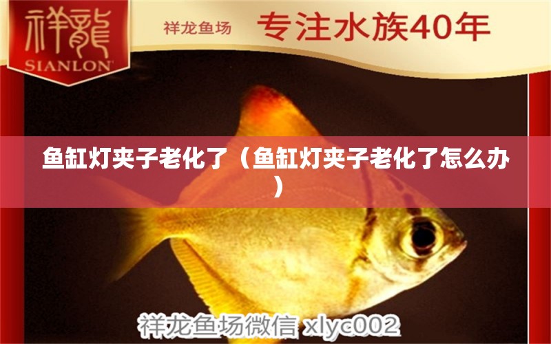 鱼缸灯夹子老化了（鱼缸灯夹子老化了怎么办） 祥龙水族医院