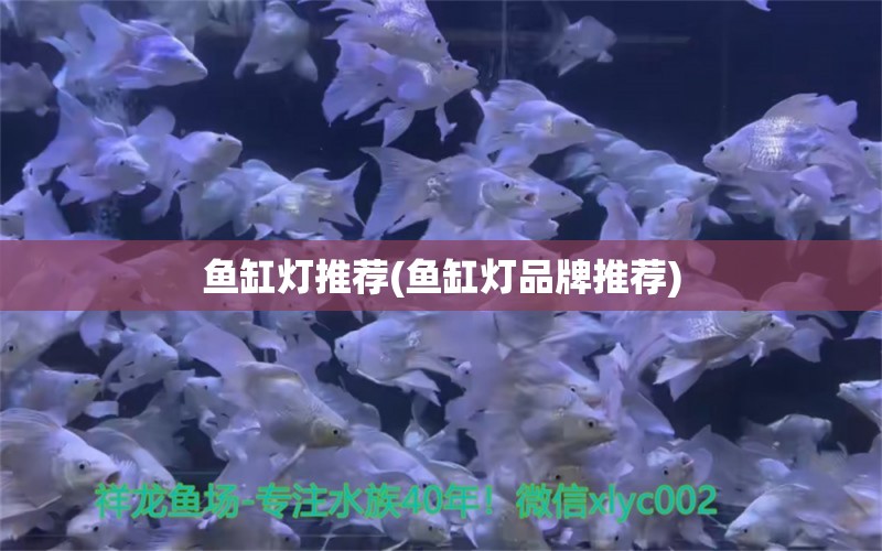 鱼缸灯推荐(鱼缸灯品牌推荐)