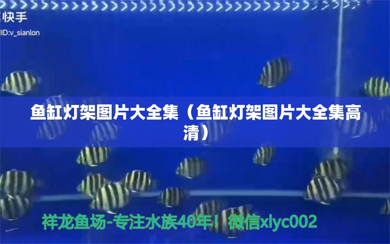 鱼缸灯架图片大全集（鱼缸灯架图片大全集高清） 祥龙水族医院