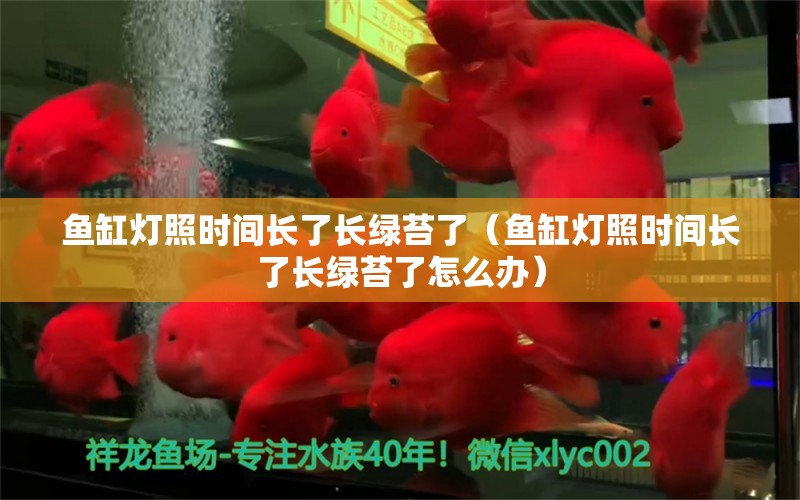 鱼缸灯照时间长了长绿苔了（鱼缸灯照时间长了长绿苔了怎么办） 观赏鱼市场（混养鱼）