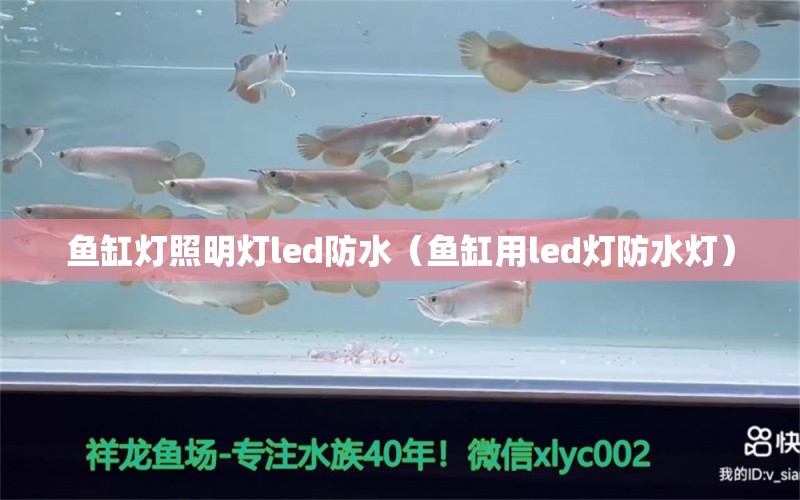 鱼缸灯照明灯led防水（鱼缸用led灯防水灯）