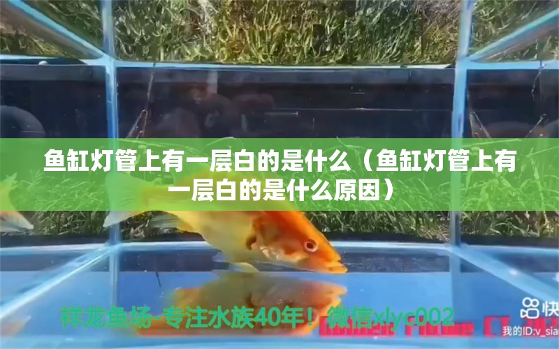 鱼缸灯管上有一层白的是什么（鱼缸灯管上有一层白的是什么原因） 祥龙水族医院