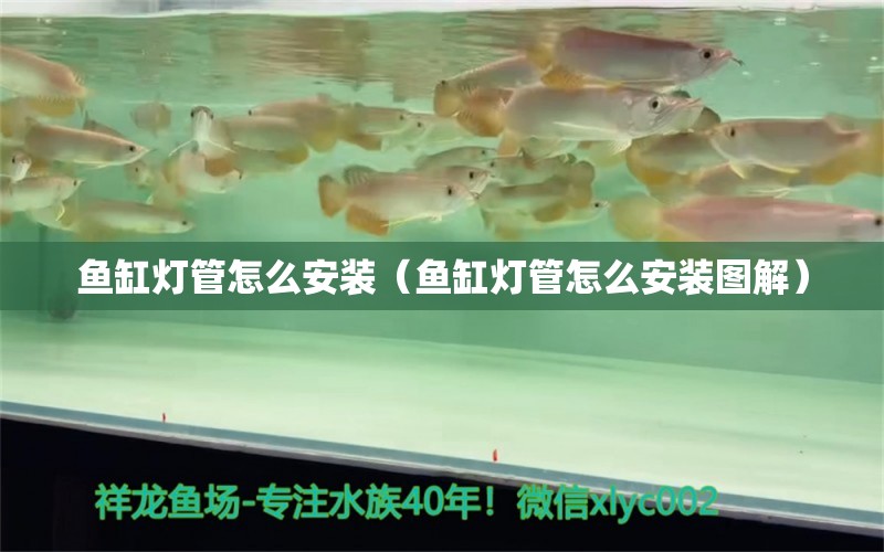 鱼缸灯管怎么安装（鱼缸灯管怎么安装图解） 广州观赏鱼批发市场