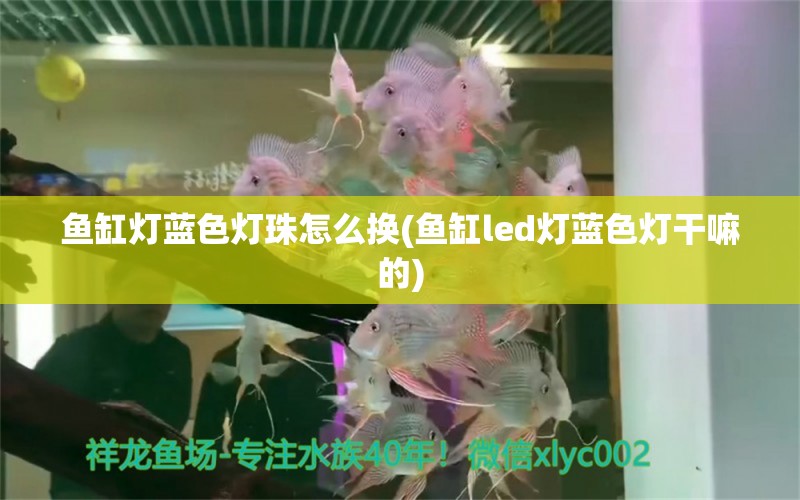 鱼缸灯蓝色灯珠怎么换(鱼缸led灯蓝色灯干嘛的) 广州水族批发市场 第1张