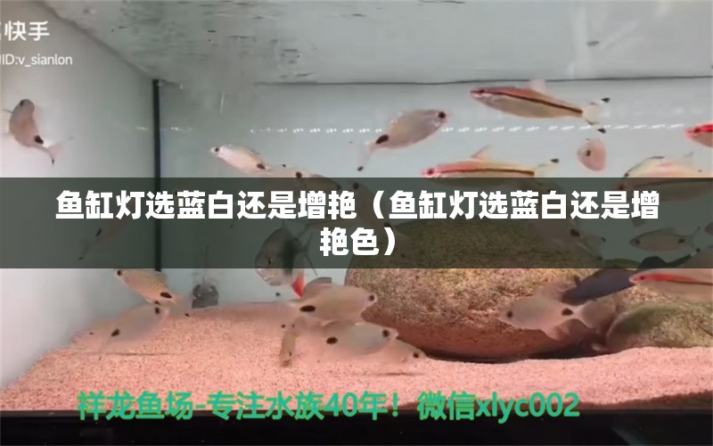 鱼缸灯选蓝白还是增艳（鱼缸灯选蓝白还是增艳色） 其他品牌鱼缸