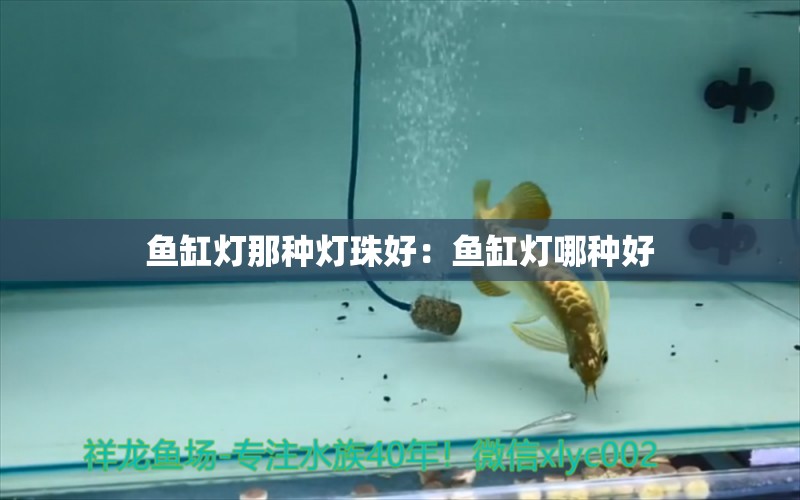 鱼缸灯那种灯珠好：鱼缸灯哪种好 广州水族批发市场 第2张