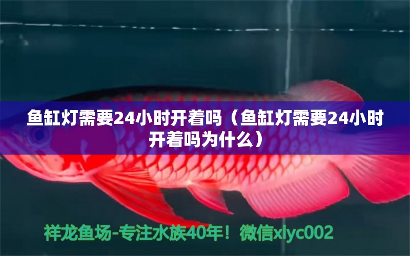 鱼缸灯需要24小时开着吗（鱼缸灯需要24小时开着吗为什么）