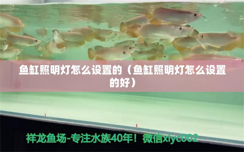 鱼缸照明灯怎么设置的（鱼缸照明灯怎么设置的好）