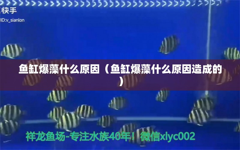 鱼缸爆藻什么原因（鱼缸爆藻什么原因造成的）