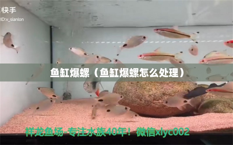 鱼缸爆螺（鱼缸爆螺怎么处理） 量子养鱼技术 第1张