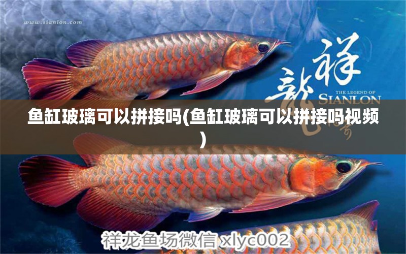 鱼缸玻璃可以拼接吗(鱼缸玻璃可以拼接吗视频) 广州水族批发市场