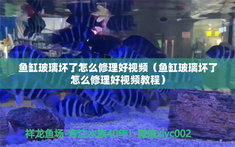 鱼缸玻璃坏了怎么修理好视频（鱼缸玻璃坏了怎么修理好视频教程）