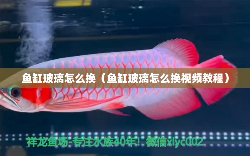 鱼缸玻璃怎么换（鱼缸玻璃怎么换视频教程） 祥龙水族医院