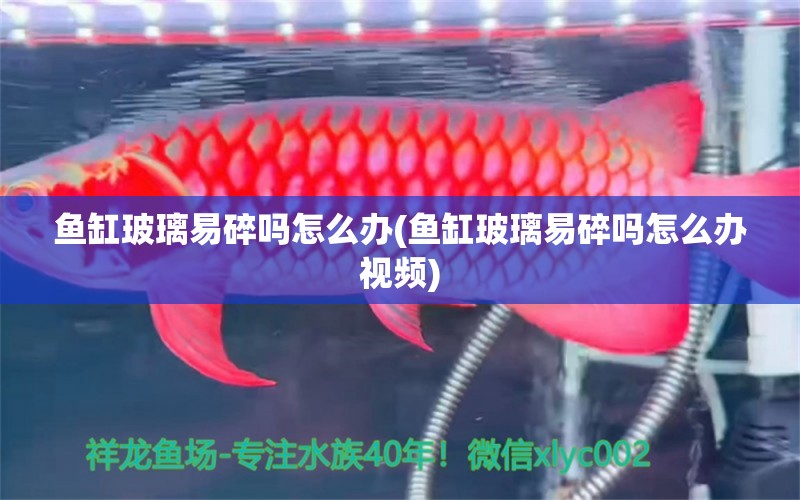 鱼缸玻璃易碎吗怎么办(鱼缸玻璃易碎吗怎么办视频)