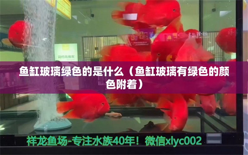 鱼缸玻璃绿色的是什么（鱼缸玻璃有绿色的颜色附着） 祥龙水族医院