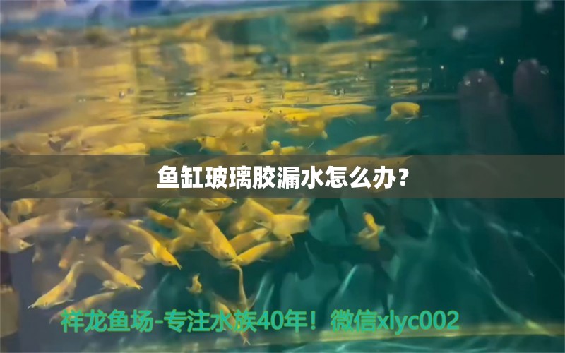 鱼缸玻璃胶漏水怎么办？ 观赏鱼