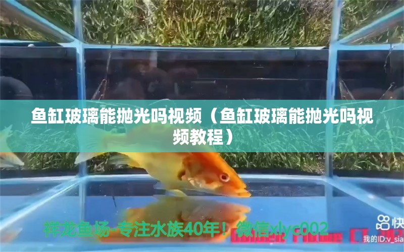 鱼缸玻璃能抛光吗视频（鱼缸玻璃能抛光吗视频教程） 祥龙水族医院