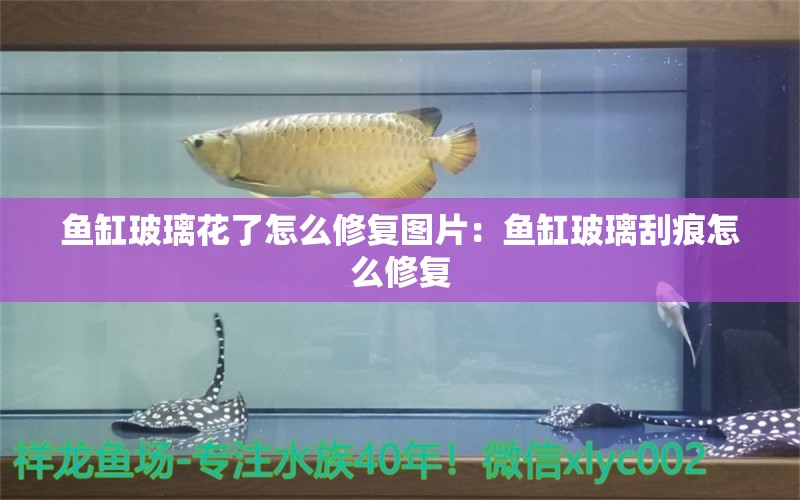 鱼缸玻璃花了怎么修复图片：鱼缸玻璃刮痕怎么修复