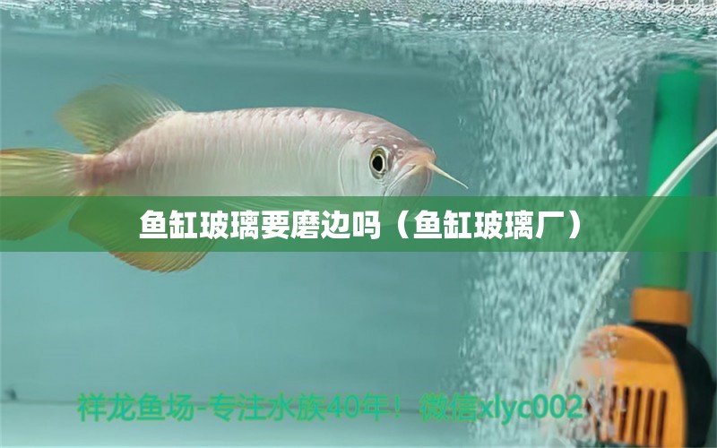 鱼缸玻璃要磨边吗（鱼缸玻璃厂） 祥龙龙鱼专用水族灯