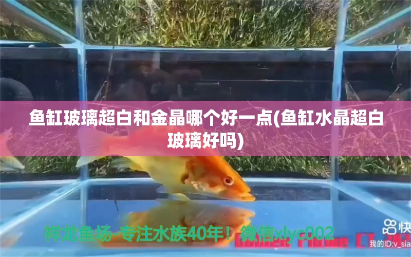 鱼缸玻璃超白和金晶哪个好一点(鱼缸水晶超白玻璃好吗)